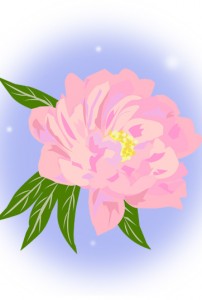 牡丹のイラスト